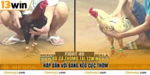 Đá Gà Thomo