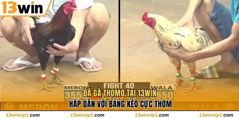 Đá Gà Thomo